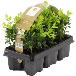 6x Buxus Sempervirens - Haagbuxus - Winterhard - ⌀9 cm- 15-20 cm