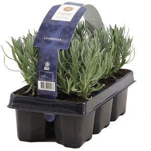 6-pack - Lavandula Angustifolia - Lavendel - Heester - Winterhard - 15-20 cm