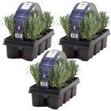 3x 6-pack - Lavandula Angustifolia - Lavendel - Heester - Winterhard - 15-20 cm