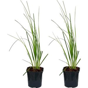 Bloomique | XL Cortaderia 'Mini Pampas' - Dwergpampasgras per 2 stuks - Buitenplant in kwekerspot ⌀17 cm - Hoogte ↕25 cm