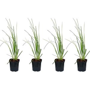 Bloomique | XL Cortaderia 'Mini Pampas' - Dwergpampasgras per 4 stuks - Buitenplant in kwekerspot ⌀17 cm - Hoogte 25 cm