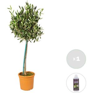 Olea Europaea incl. PlantGrow voeding –  Olijfboom op stam –  Boom –  Winterhard -  ⌀19 cm - 80-90 cm