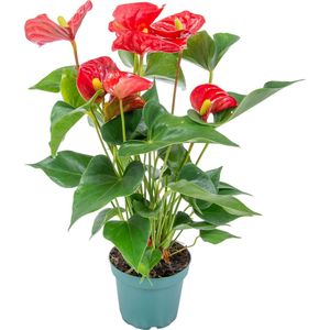 Anthurium 'Aristo' Rood– Flamingoplant - Kamerplant - Onderhoudsvriendelijk - ⌀12 cm - 30-40 cm