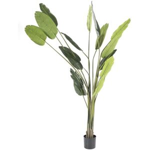 Strelitzia large | BY-BOO