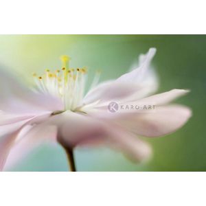 Afbeelding op acrylglas  - Zacht roze Kersenbloesem