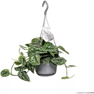 Scindapsus pictus verzorgen | Hoe doe je dat? - Second Green