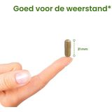 Flinndal - Groene Thee Extract - Ondersteunt Vetverbranding - Antioxidant