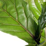 Ficus - Lyrata - Kamerplant - D 27 H 140 cm - Groen - Tropisch