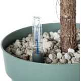 Ficus - Lyrata - Kamerplant - D 27 H 140 cm - Groen - Tropisch