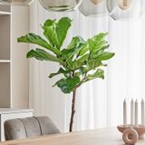 Ficus - Lyrata - Kamerplant - D 27 H 140 cm - Groen - Tropisch