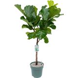 Ficus - Lyrata - Kamerplant - D 27 H 140 cm - Groen - Tropisch
