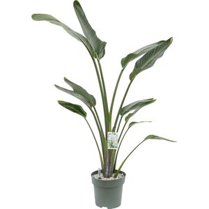 thumbnail: Paradijsvogelbloem Kunstplant 150cm - Grote Tropische Plant Voor Binnen En Tuin