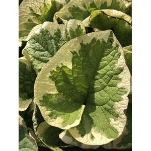 6 x Brunnera macrophylla 'Variegata' - Kaukasisch vergeet-mij-nietje - P9 Pot (9 x 9cm) - Dima Vaste Planten