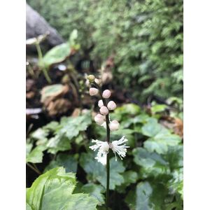 6 x Actaea japonica 'Cheju-do' - Zilverkaars - P9 Pot (9x 9cm) - Dima Vaste Planten
