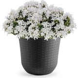 Bloempot - Groen - Keramiek