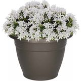 PlasticForte - Plantenpot - Antraciet - Kunststof - Voor Buiten - 1L