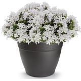 Plasticforte - Plantenpot - Antraciet - Kunststof - Rond - D25 cm