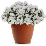 Bloempot - Groen - Keramiek