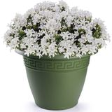 Bloempot - Groen - Keramiek