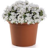 Plasticforte - Plantenpot - Bruin - Rond - Kunststof - D25 x H19 cm