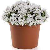 Plasticforte - Plantenpot - Bruin - Rond - Kunststof