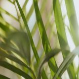 Sence Of Wellness Bath Foam Manuva 400 ml