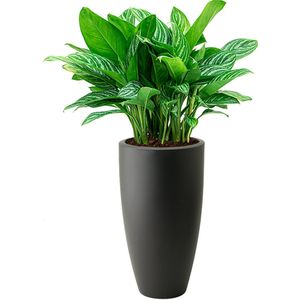 Aglaonema Stripes in Pure Soft hoog antraciet | Chinese Evergreen