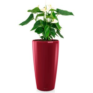 Anthurium wit in watergevende Rondo rood | Flamingoplant