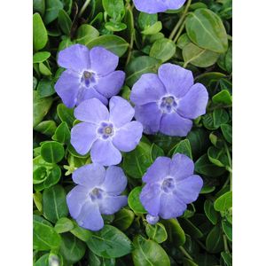 Vinca minor - 6 stuks - Paars blauwe bloemen - P9 - wintergroen - Kleine maagdenpalm - Bodembedekker