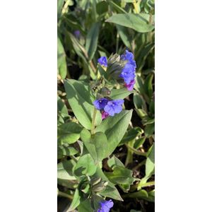 Pulmonaria 'Blue Ensign' - 6 stuks - P9- Blauwe bloemen - Bodembedekker