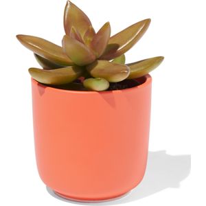 HEMA Bloempot Ø6x6.5 Aardewerk Koraal (koraalroze)
