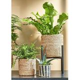 Kamerplant - Groen - Diverse Soorten - Voor Binnengebruik