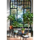 Kamerplant - Groen - Diverse Soorten - Voor Binnengebruik