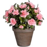 Mica Decorations - Azalea - Kunstplant - Perzik - 31 cm - in Pot