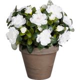 Mica Decorations - Azalea - Kunstplant - Wit - 31 cm - in Pot