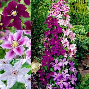 Clematis vitalba - Wilde Bosrank Online Kopen