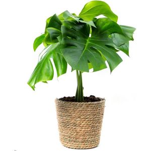 Bloomgift | Kamerplant | Monstera Deliciosa (Gatenplant) | ↕ 65cm | Ø 19cm