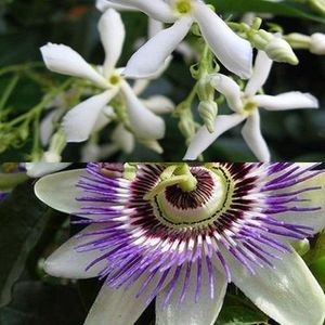 Set van 2 Klimplanten: Passiebloem/Passiflora (Blauw) + Toscaanse Jasmijn (Wit) | Groenblijvend/Wintergroen, Geurend, Meerjarig en Winterhard | 2 x 1,5 liter pot