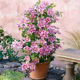 2 x Clematis Piilu - Set van 2 Klimplanten - Roze, Meerjarig & Winterharde Klimplanten | Tuinplanten - 2 x 1,5 liter potten
