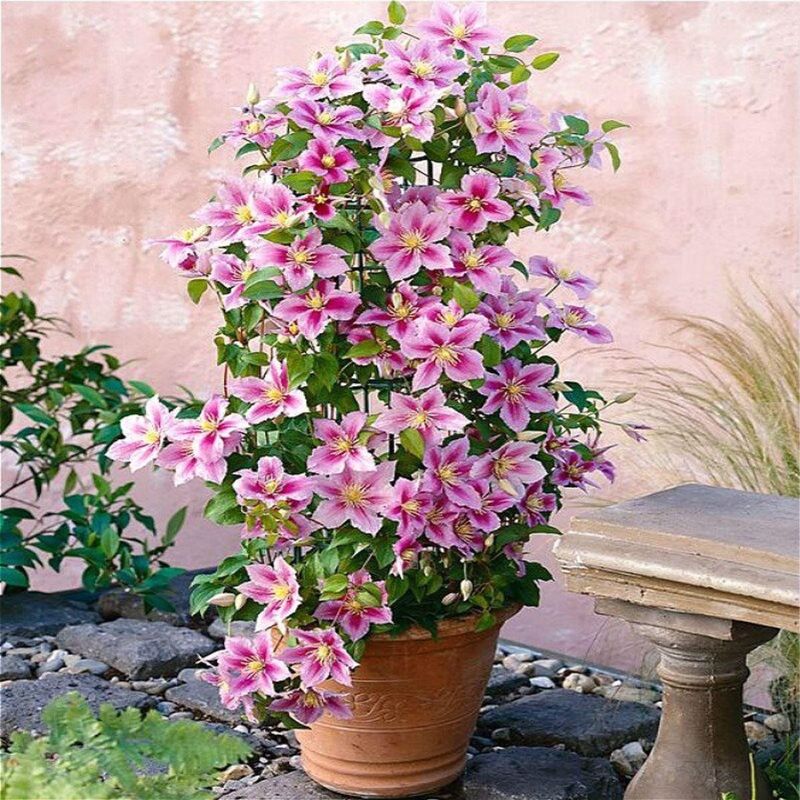 2 x Clematis Piilu - Set van 2 Klimplanten - Roze, Meerjarig & Winterharde Klimplanten | Tuinplanten - 2 x 1,5 liter potten