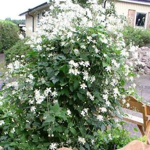 2 x Clematis Summer Snow - set van 2 Klimplanten | Wit, Snelgroeiend, Meerjarig en Winterharde tuinplanten | 2 x 1,5 liter potten