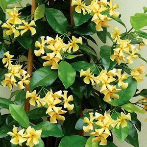 2 x Gele Toscaanse Jasmijn (Sterjasmijn - Star of Toscane) - Klimplanten | Set van 2 Jasmijn Planten met Gele Bloemen - Geel - Groenblijvend / Wintergroen en Winterhard | 2 x 1,5 liter pot - Combinaties met Clematis en/of Rozen in klimrek mogelijk