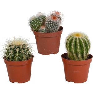 Bolcactus mix 8,5 cm | 3 stuks