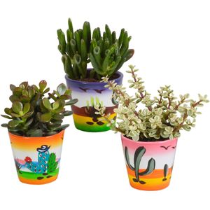 Crassula mix 8.5 cm - 3x - in mexicaanse pot