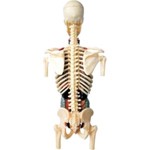1:6 Torso Model Human Half Lichaam Interne Organen Anatomie Viscerale Nier Model Xxfe