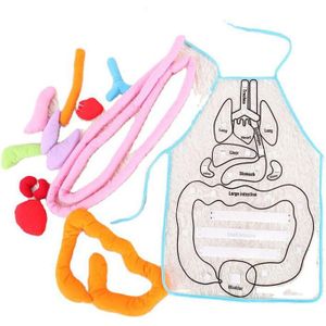 Anatomisch Schort Educatief Inzichten Speelgoed Voor Kinderen Anatomie Menselijk Lichaam Organen Awareness Voorschoolse Wetenschap Home School