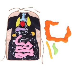 Menselijk Lichaam Organen Schort 3D Orgel Schort Voorschoolse Onderwijs Anatomie Organen Schort Menselijk Lichaam Organen Bewust Vroege Onderwijs Speelgoed