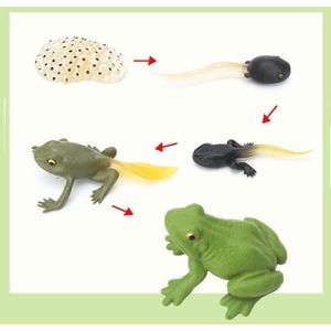 Biologie Dieren Insecten Groei Cyclus Leermiddelen Biologia Speelgoed Voor Kinderen Klaslokaal Model Voor Leraar School Student
