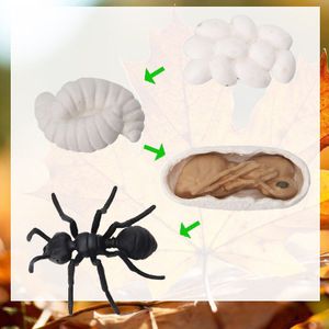 Biologie Dieren Insecten Groei Cyclus Leermiddelen Biologia Speelgoed Voor Kinderen Klaslokaal Model Voor Leraar School Student