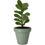 Bloempotten - Divers - Steen - Verschillende Kleuren